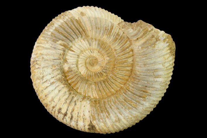 Jurassic Ammonite (Perisphinctes) Fossil - Madagascar #152768